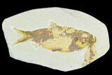 Bargain, Fossil Fish (Knightia) - Wyoming #126516-1